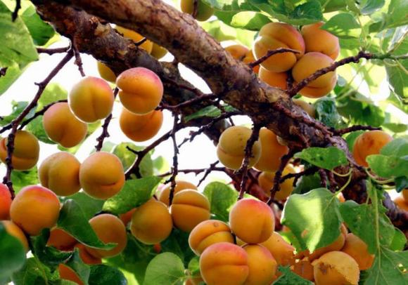 李子酒的酿酒技术方法解析