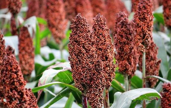 :家庭自制高粱酒7步骤做出浓郁的高粱酒