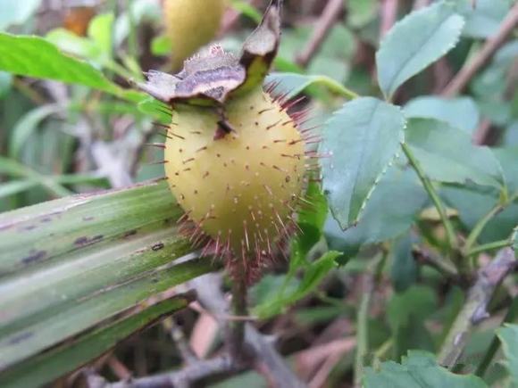 家庭自酿糖刺果酒酿酒技术方法详解-