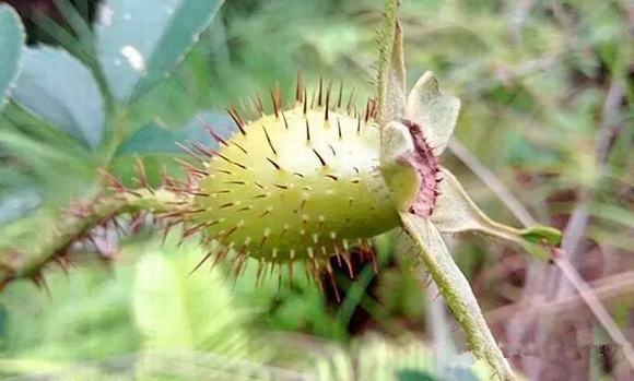 家庭自酿糖刺果酒酿酒技术方法详解-