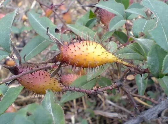 家庭自酿糖刺果酒酿酒技术方法详解-