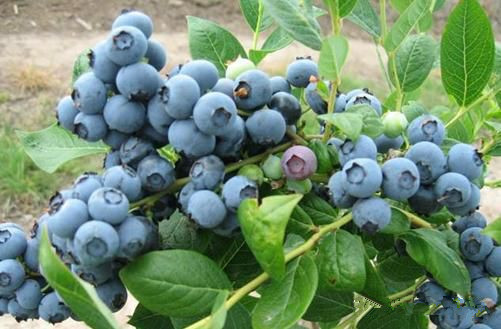 奢侈家庭蓝莓酿酒过程蓝莓酒功效与作用