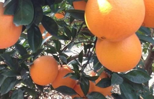 橙子酒酿造方法