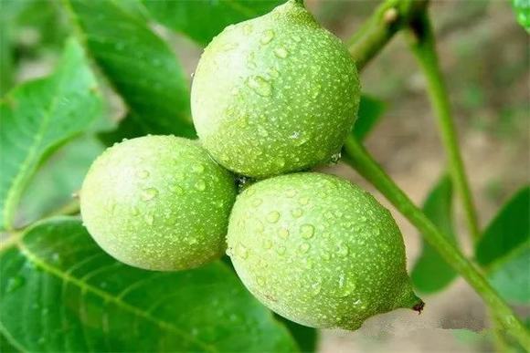 教你自制家庭核桃泡酒技术方法-家庭蒸酒设备