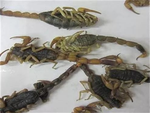 蝎子酒有哪些功效和作用