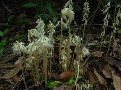 家庭天麻泡酒的制作方法