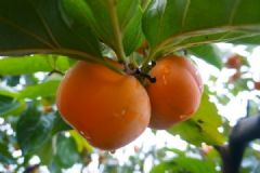 家庭柿子酒的制作方法