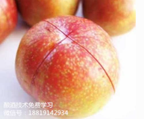 白酒设备:果酒机器之家庭自酿李子酒的制作方法揭秘