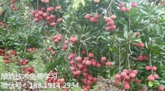 :荔枝酒的制作方法