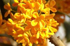 杏仁烧酒的功效与作用