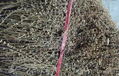 半枝莲药酒的功效与作用