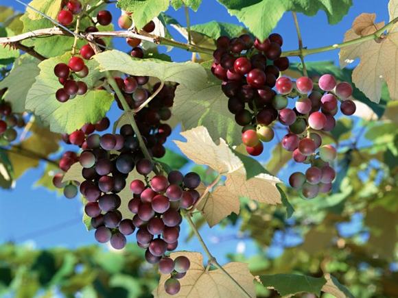 葡萄酒怎么酿制好喝?