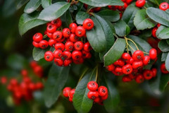 家庭发酵型火棘酒加工技术