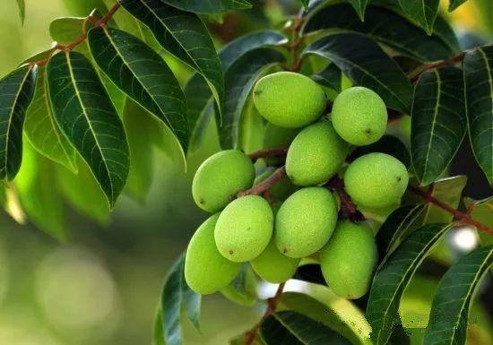 青橄榄泡酒酿制方法