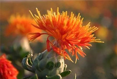 家庭如何自酿槐花酒-小作坊蒸酒机器