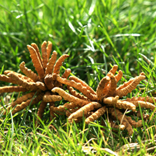 家庭自酿冬虫夏草保健酒技术方法详解-