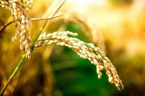 稻谷酒怎么酿制