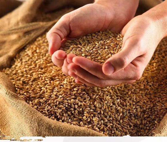 稻谷酒怎么酿制