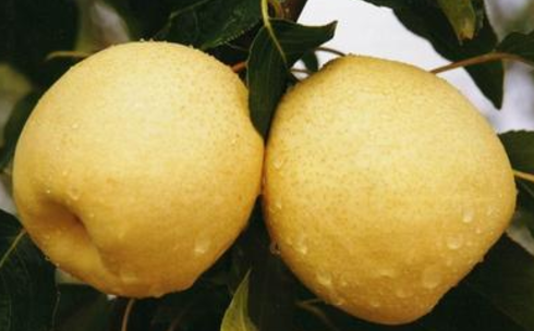 家庭梨子酒的酿造方法