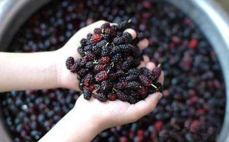 酿酒技术知识:如何制作桑葚酒-春季养生酒首选