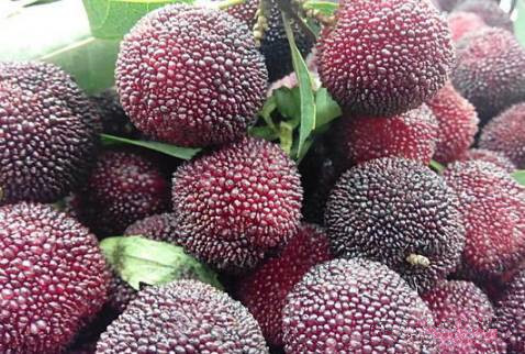 杨梅酒的做法-杨梅酒怎么做好喝?酿酒技术方法