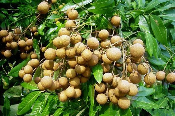 蒸酒机器-家庭如何自酿龙眼酒