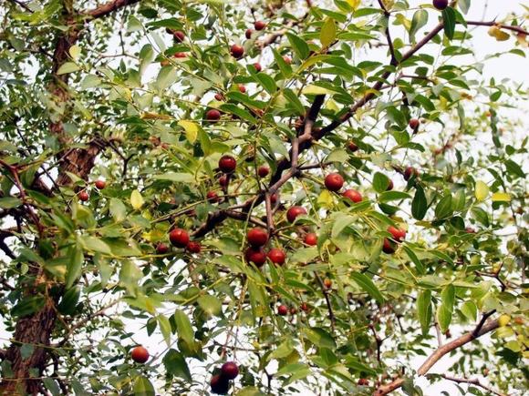 :酸枣酒制作方法