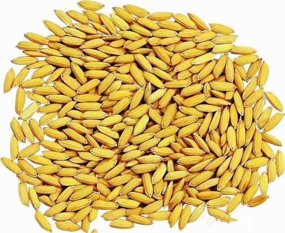 酿酒技术入门篇—玉米酒酿造技术有什么方法