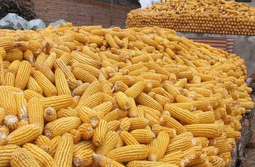 酿酒技术入门篇—玉米酒酿造技术有什么方法