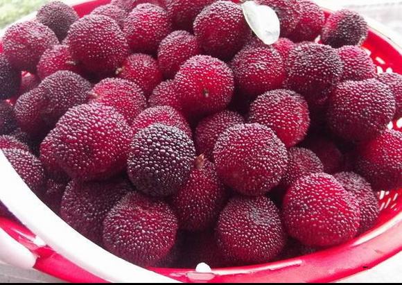 杨梅酒的酿酒技术配方,终于公布啦!