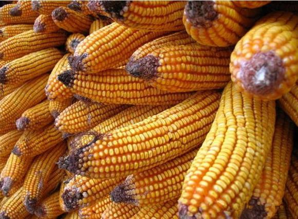 苞谷酒酿造技术