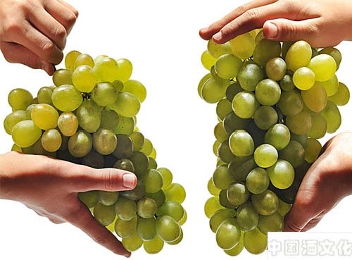 提子可以酿酒吗?与葡萄酒有何区别?_调制酿造_