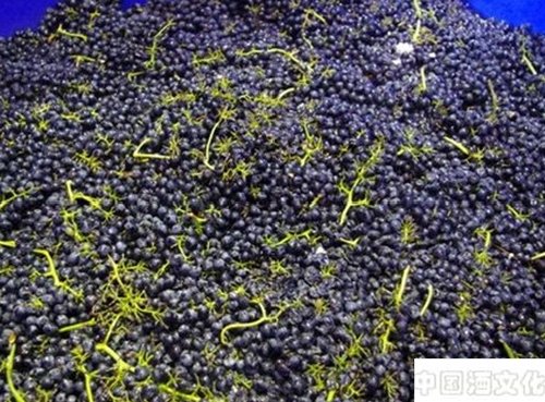 酿造葡萄酒的时候为什么要加入葡萄梗_调制酿造_