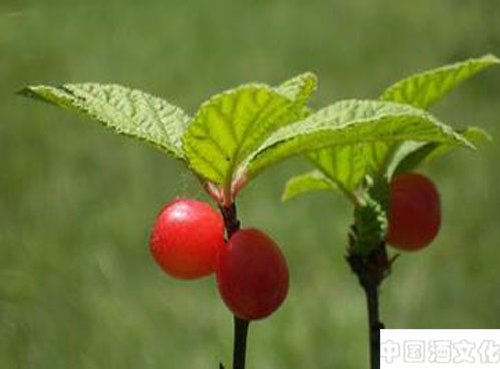 家庭酿酒:毛樱桃酿酒方法_调制酿造