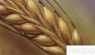 酿酒的主要原料由哪些_调制酿造