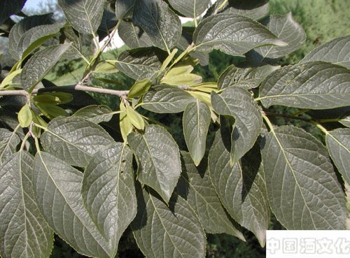 杜仲浸酒_调制酿造