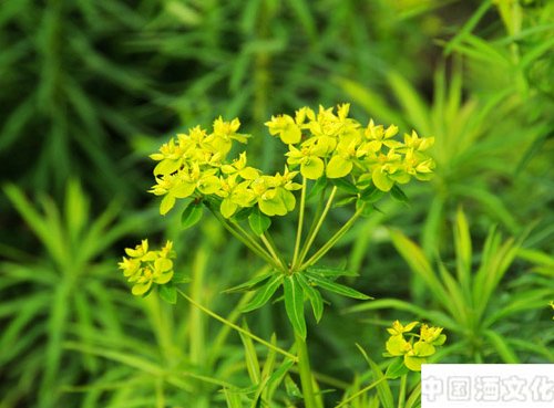 虎潜健步酒_调制酿造