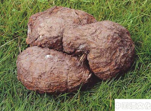 人参蛤蚧酒_调制酿造