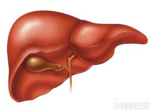 肝脏一天能承受多少酒_品酒养生