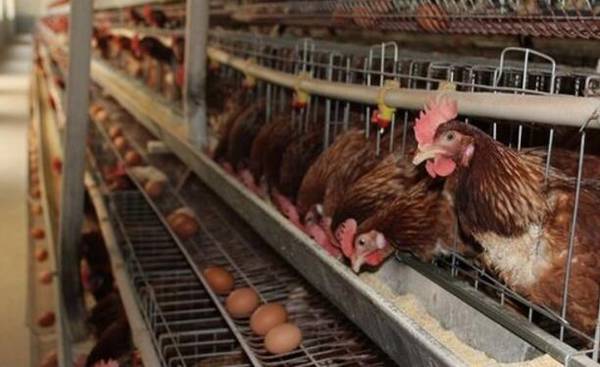 蛋鸡产小蛋怎以办,四项防治措施让小蛋变大_养鸡