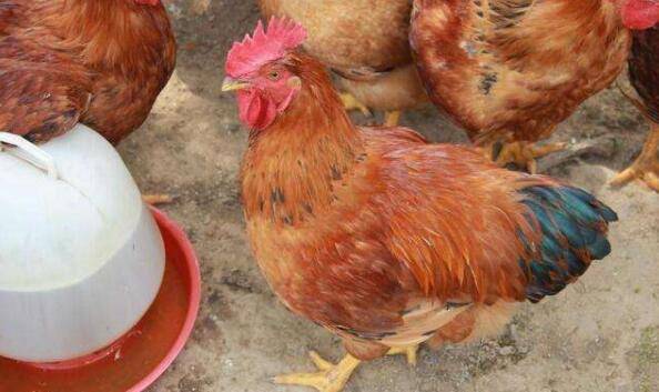 蛋鸡产小蛋怎以办,四项防治措施让小蛋变大_养鸡