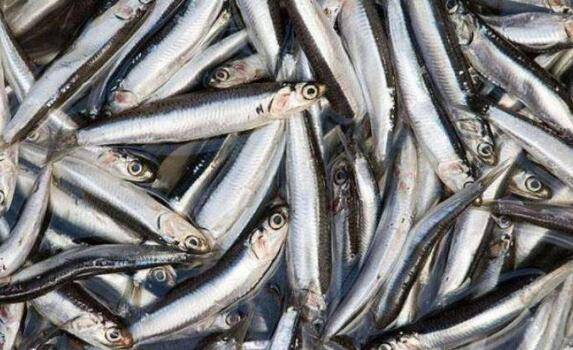 无鱼粉饲养蛋鸡日粮,少花钱,多下蛋_养鸡