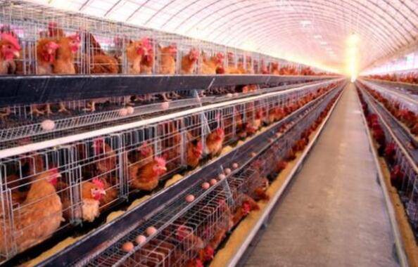 无鱼粉饲养蛋鸡日粮,少花钱,多下蛋_养鸡