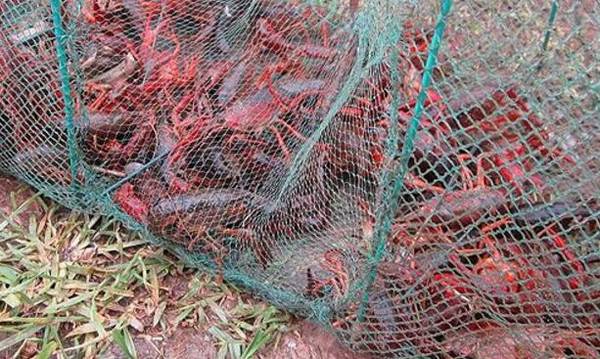 冬季养小龙虾的越冬池条件_养虾