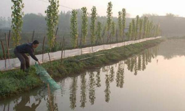 稻田小龙虾的饲养管理要求_养虾