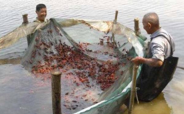 稻田小龙虾的饲养管理要求_养虾