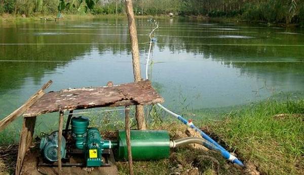 淡水养小龙虾怎么才赚钱,抓住三点,养小龙虾赚大钱_养虾