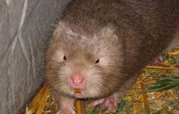竹鼠的配合饲料种类与配比_竹鼠养殖