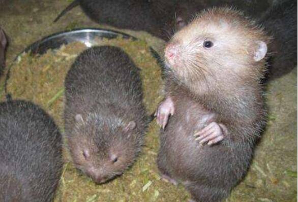 竹鼠精饲料的4种配方_竹鼠养殖