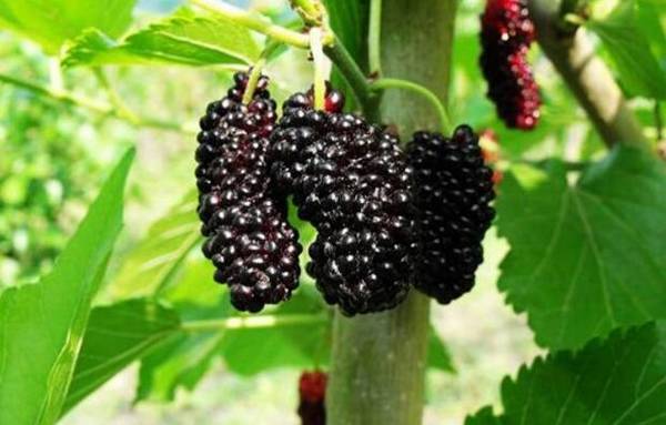 桑葚的肥水管理技术总结_瓜果种植